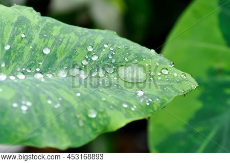 Colocasia Esculenta Midori Sour, Colocasia ,midori Sour Or Colocasia Plant And Dew Drop Or Rain Drop