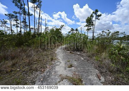 Section Of Long Pine Key Trail By Pine Glades Lake In Everglades National Park, Florida On Sunny Aft