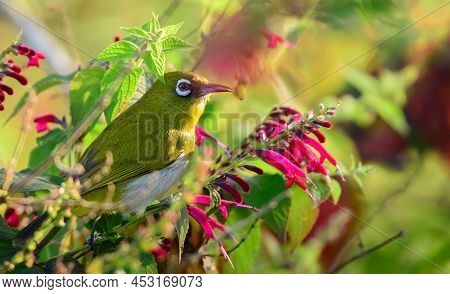 Sri Lanka White Eye Bird Perch On A Flowering Branch Early In The Morning.