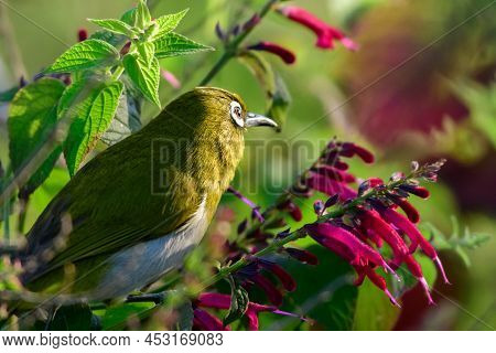 Sri Lanka White Eye Bird Perch On A Flowering Branch Early In The Morning.