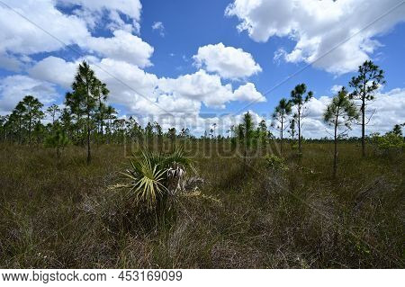 Mixed Sawgrass And Pinelands Environment On Long Pine Key Trail In Everglades National Park, Florida