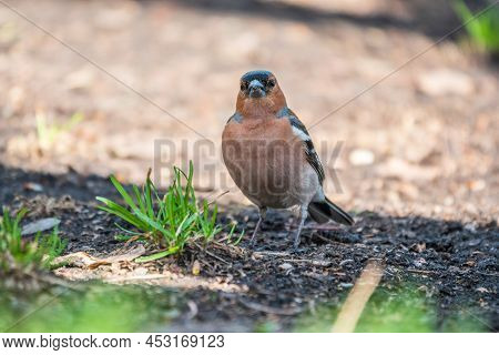 Common Chaffinch, Fringilla Coelebs, Sits On The Ground In Spring. Common Chaffinch In Wildlife.