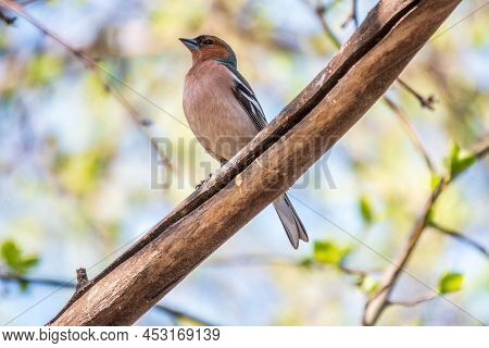 Common Chaffinch, Fringilla Coelebs, Sits On A Branch In Spring On Green Background. Common Chaffinc