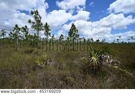 Mixed Sawgrass And Pinelands Environment On Long Pine Key Trail In Everglades National Park, Florida