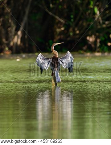 Oriental Darter (anhinga Melanogaster) Perched On A Wooden Pole In The Water And Drying Out Wings,