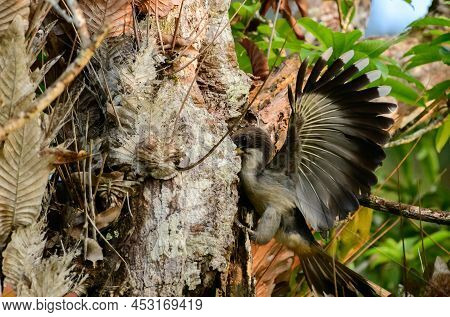 Sri Lanka Grey Hornbill Peeks Inside A Tree Hole For Food.