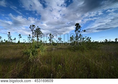 Mixed Sawgrass And Pinelands Environment On Long Pine Key Trail In Everglades National Park, Florida