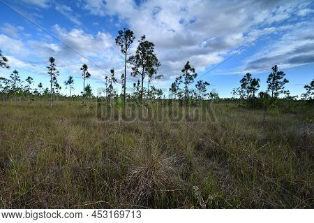 Mixed Sawgrass And Pinelands Environment On Long Pine Key Trail In Everglades National Park, Florida