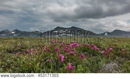 On An Alpine Meadow, Among The Green Grass, Bright Pink Kamchatka Rhododendrons Bloom. A Picturesque