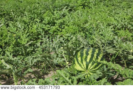 Cultivated Field With A Large Watermelon And Green Leaves