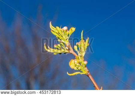 Macro Photo Of Blooming Pyrus Calleryana Chanticleer.