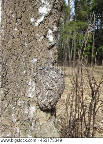 Inonotus Obliquus, Chaga, Birch Mushroom On A Tree Trunk In The Forest. Antitumor And Gastritis Agen