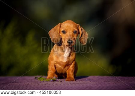 Small Daschund Puppy Posing On Table Outdoors