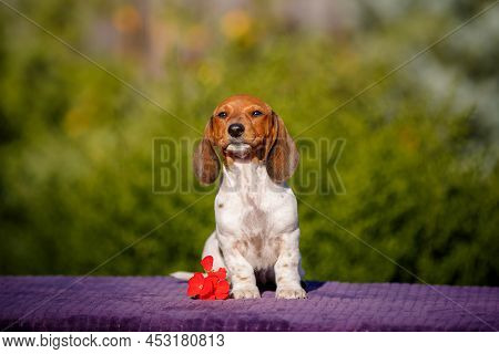 Small Daschund Puppy Posing On Table Outdoors