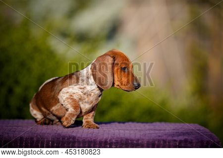 Small Daschund Puppy Posing On Table Outdoors