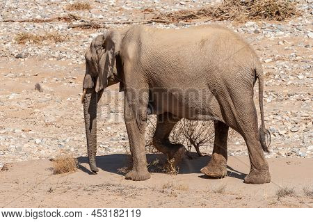 Impression Of An African Desert Elephant - Loxodonta Africana- Wandering In The Desert In North West