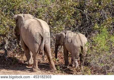 Closeup Of Two African Desert Elephant - Loxodonta Africana- Wandering In The Desert In North Wester
