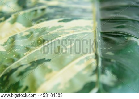 Closeup To Pattern Leaf Of Alocasia Macrorrhizos  Variegated