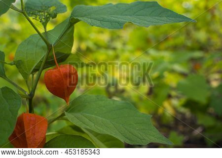 Physalis Alkekengi - Orange Lanterns Of Physalis Alkekengi Among Green Leaves. High Quality Photo