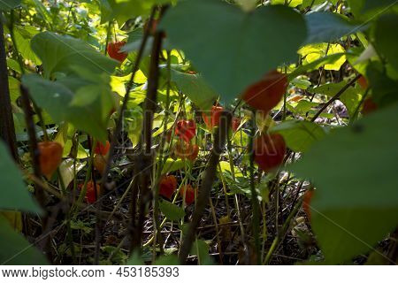 Physalis Alkekengi - Orange Lanterns Of Physalis Alkekengi Among Green Leaves. High Quality Photo
