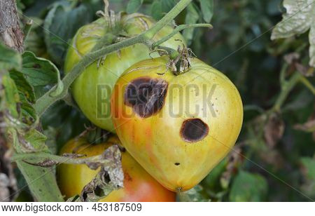 Anthracnose Tomato Disease. Rot Spots On Green Tomatoes, Gray Damaged Leaves And Stems As A Symptom 