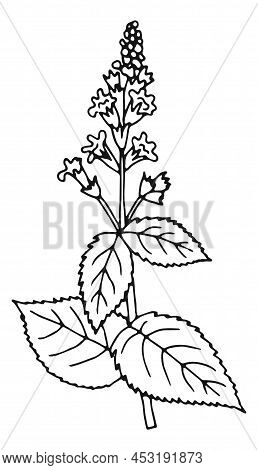 Urtica Herb. Nettles Plant Hand Drawn Illustration