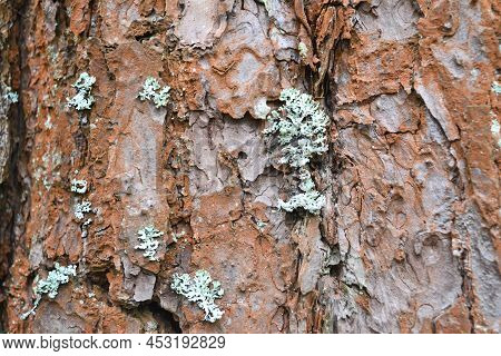 Texture Of Red Pine Bark With Moss In Close-up. Close-up Of Pine Bark