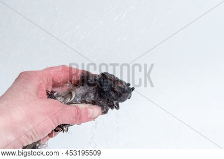 Hand Holding A Wet Paw Of A Dog On A White Background. Washing The Paws Of Dogs After A Walk. Animal