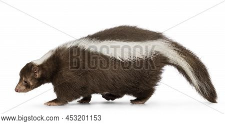 Cute Classic Brown With White Stripe Young Skunk Aka Mephitis Mephitis, Walking Side Ways. Head And 