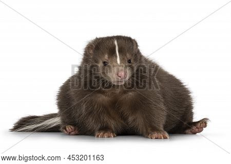 Cute Classic Brown With White Stripe Young Skunk Aka Mephitis Mephitis, Sitting On Behind Facing Fro