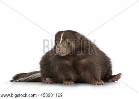 Cute Classic Brown With White Stripe Young Skunk Aka Mephitis Mephitis, Sitting On Behind Facing Fro