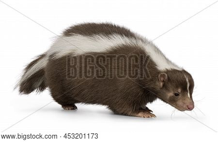 Cute Classic Brown With White Stripe Young Skunk Aka Mephitis Mephitis, Walking Side Ways. Head And 