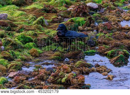 Crow Walks Along Edge Of Green Algae Field On Stoney Beach