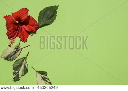 Flower Background With Blank Space To Write Text Font And Wishes. Green Backdrop Poster With Flora A