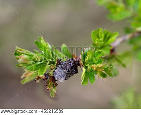 Close Up Of A Gray Garden Bug, Rhaphigaster Nebulosa On A Plant.