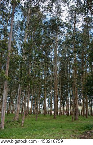 Beautiful Recreation Area Wirh Eucalyptus. No People, Sunny Day, El Puntal, Asturias, Spain, Europe