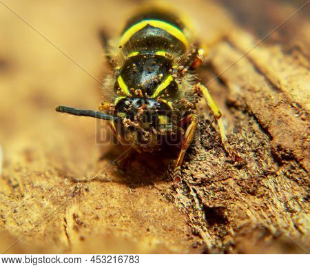 An Extreme Close-up Of A Wasp. A Wasp, Hymenoptera.
