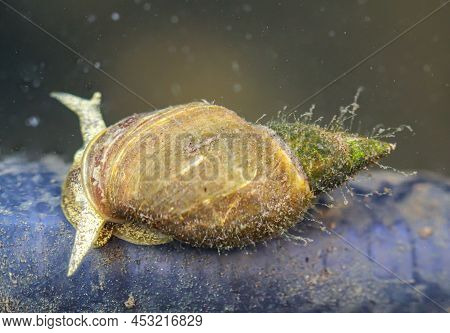 Pointed Mud Snails - Lymnaea Stagnalis In The Pond A Must.