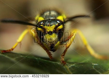 An Extreme Close-up Of A Wasp. A Wasp, Hymenoptera.
