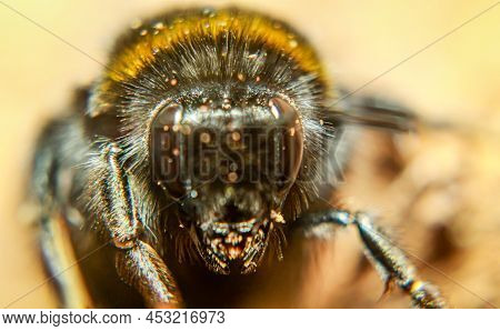 Extreme Close-up Of The Head Of A Bumblebee. Portrait Of A Bumblebee.
