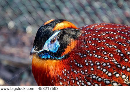 A Portrait Of A Pheasant-like Bird, Exotic Chicken.