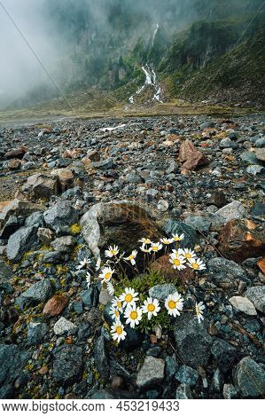 Wild Camomile Flower In A Stony Valley. Mountain Waterfall In The Background. Sulzenau Alm, Stubai A