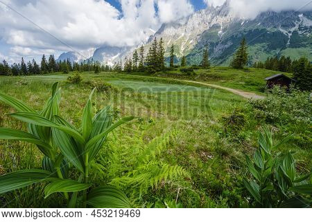 Green Flowers Foliage On Hiking Trail. Wilder Kaiser Mountains In Background, Tirol - Austria
