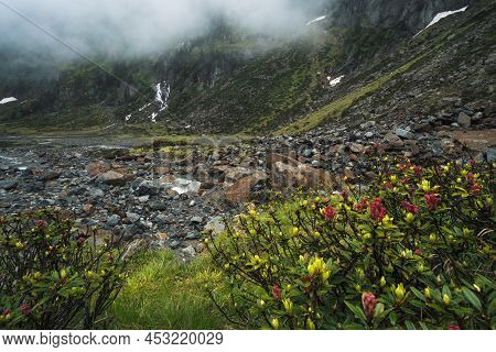 Alpenrose And Waterfalls In The Valley Under Low Fog. Alpine Landscape. Sulzenau Alm, Stubai Alps, A
