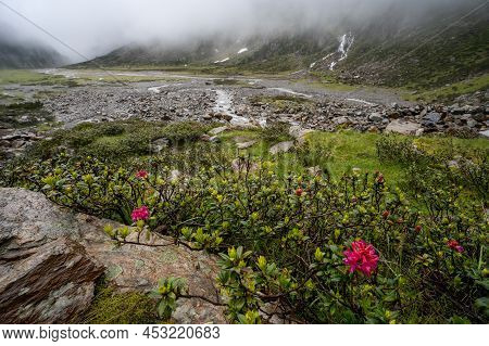 Alpenrose And Waterfall In Alpine Mountain Valley With Streams Of Glacial Melting Water. Sulzenau Al