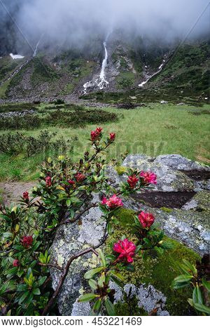 Alpenrose And Waterfall In Alpine Mountain Valley With Streams Of Glacial Melting Water. Sulzenau Al