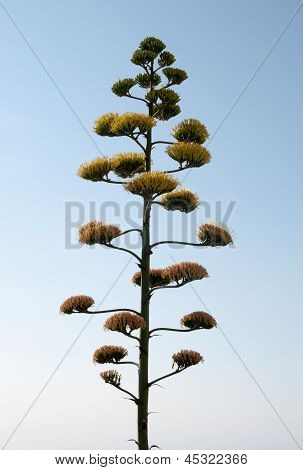 Pianta di agave