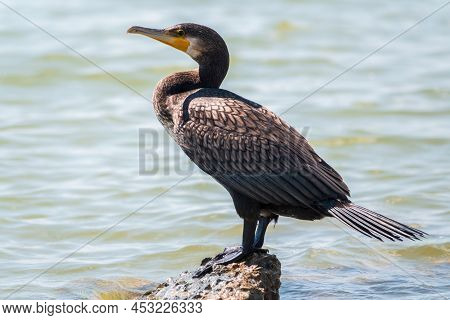 Great Cormorant, Phalacrocorax Carbo, Standing On A Stone On The Sea Shore. The Great Cormorant, Pha