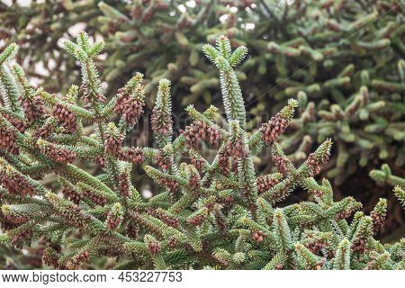 Noble Or Red Fir Tree, Abies Procera, With Needles And Cones