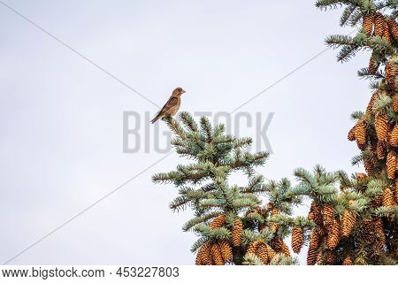 Green And Yellow Songbird, European Greenfinch Sitting On A Branch In Spring. The European Greenfinc